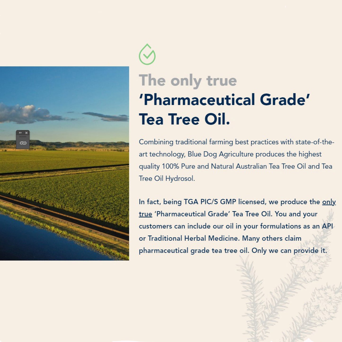Tea Tree Olie 1x 10 ml in pipetfles